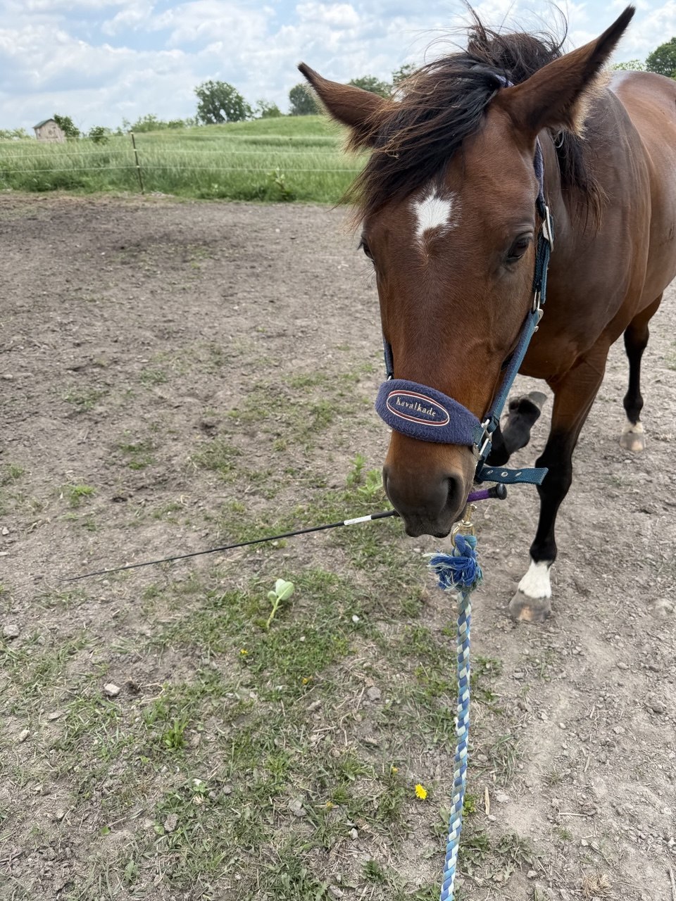 Brown horse standing quietly in the field